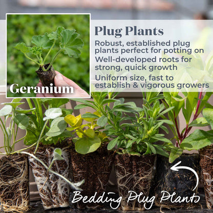 Geranium Upright Collection