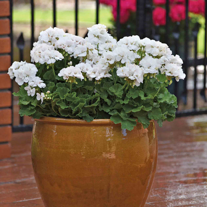 Potted plant with white flowers and green leaves in an orange pot on a brick surface.