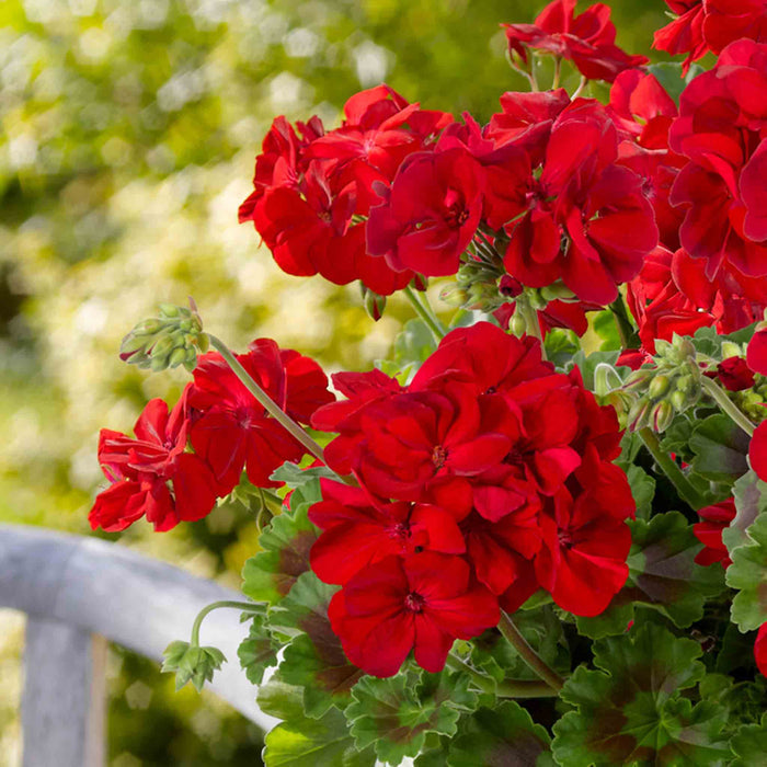 Bouquet of red flowers with green leaves against a blurred natural background