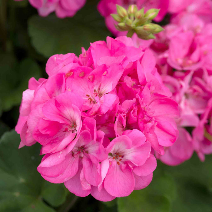 Geranium Upright Collection