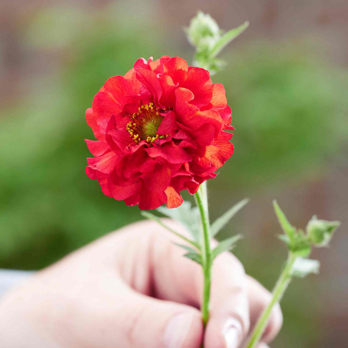 Geum Collection