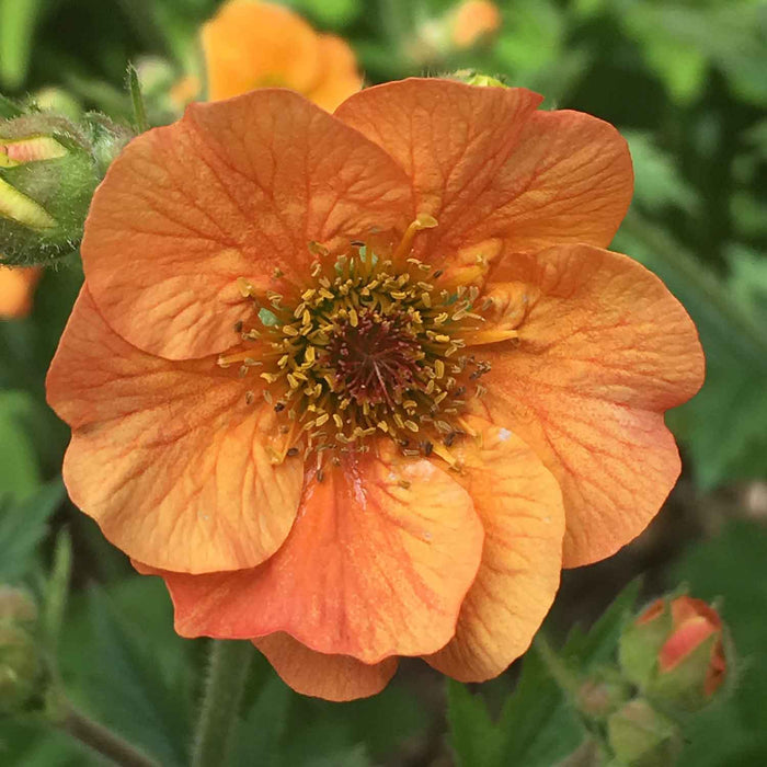 Geum Collection