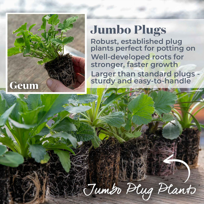 Geum Collection