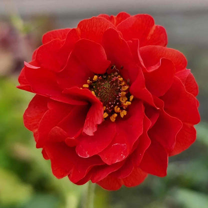 Geum Collection