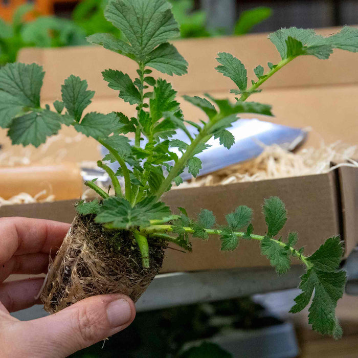 Geum Collection