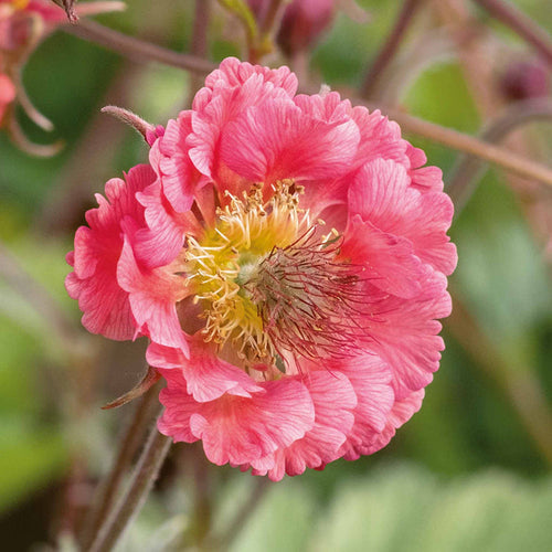 Geum 'Pink Petticoats'
