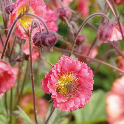 Geum 'Pink Petticoats'