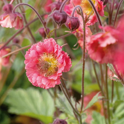 Geum 'Pink Petticoats'