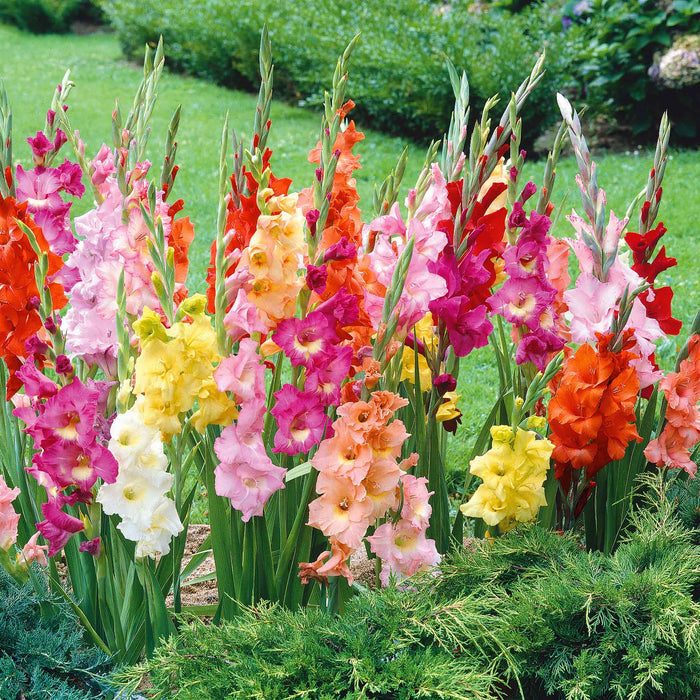 Gladiolus 'Large Flowered Mix'
