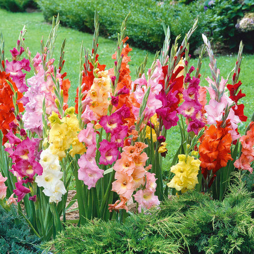 Gladiolus 'Large Flowered Mix'