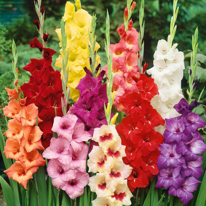 Gladiolus 'Large Flowered Mix'