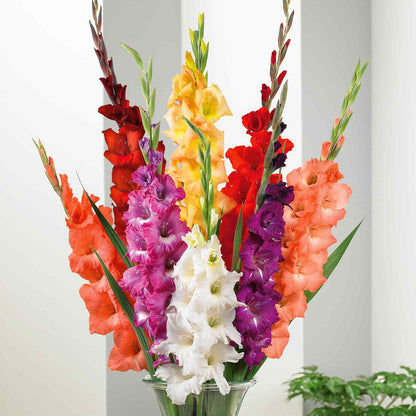 Gladiolus 'Large Flowered Mix'