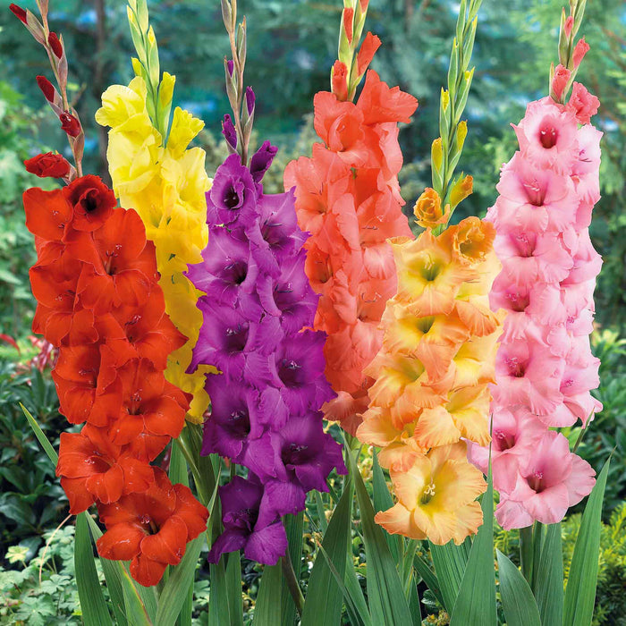 Gladiolus 'Large Flowered Mix'