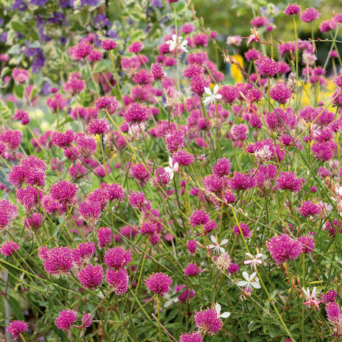 Gomphrena 'Truffula Pink'
