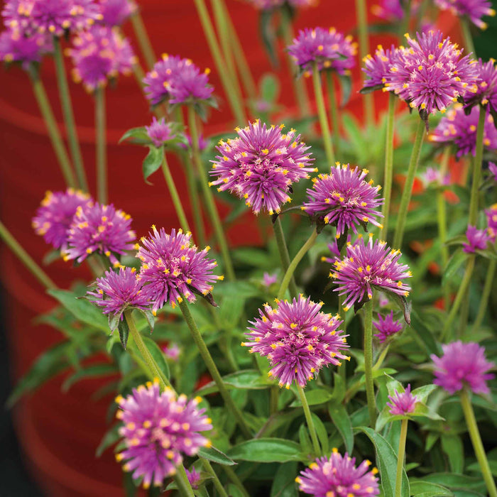 Gomphrena 'Truffula Pink'