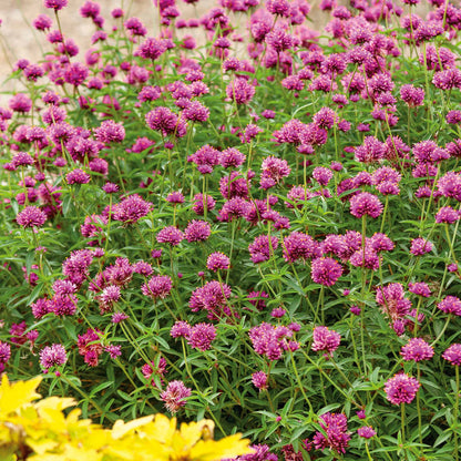 Gomphrena 'Truffula Pink'
