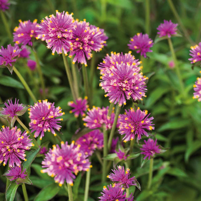 Gomphrena 'Truffula Pink'