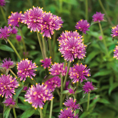 Gomphrena 'Truffula Pink'