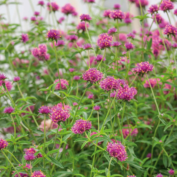 Gomphrena 'Truffula Pink'