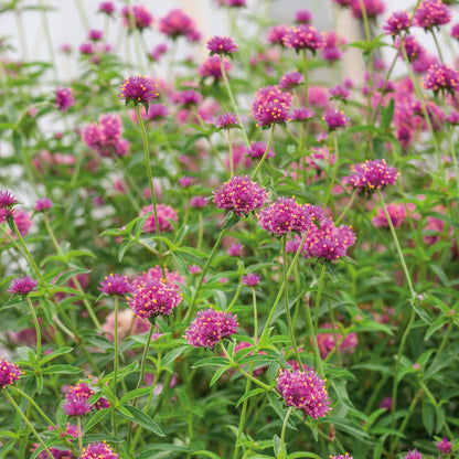 Gomphrena 'Truffula Pink'