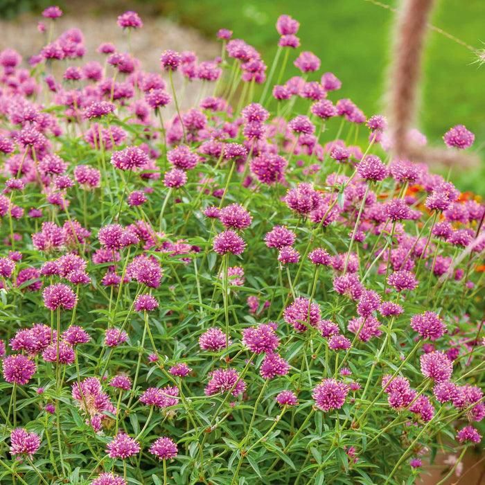 Gomphrena 'Truffula Pink'