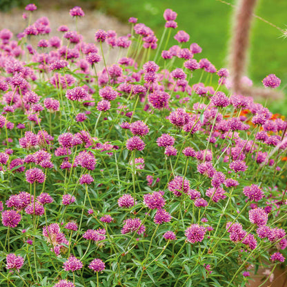 Gomphrena 'Truffula Pink'
