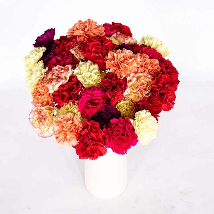 Graceful Mother's Day Carnation Flowers Close Up - Image
