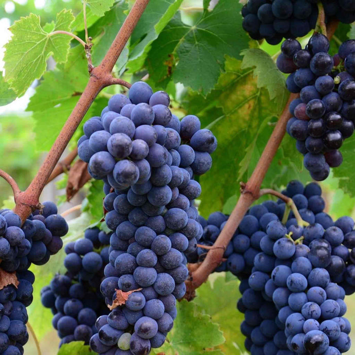 Grape Vine 'Strawberry Fragola Red'