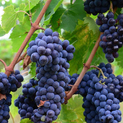 Grape Vine 'Strawberry Fragola Red'