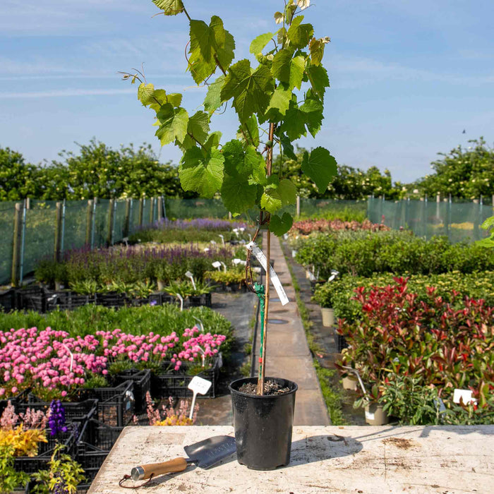 Grape Vine 'Strawberry Fragola Red'