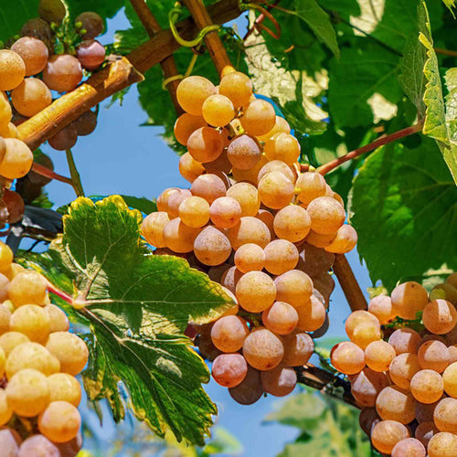 Grape Vine 'Strawberry Fragola White'
