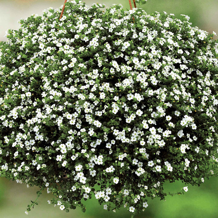 Hanging Basket 6 Plug Collection