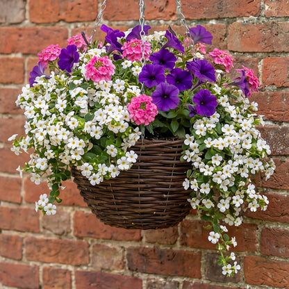 Hanging Basket x12 Plugs