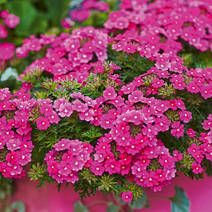 Hanging Basket x12 Plugs