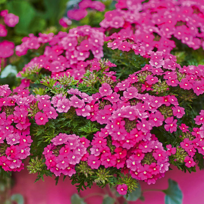 Hanging Basket x6 Plugs
