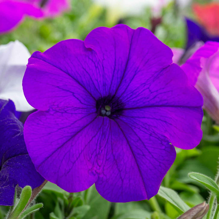 Hanging Basket x6 Plugs