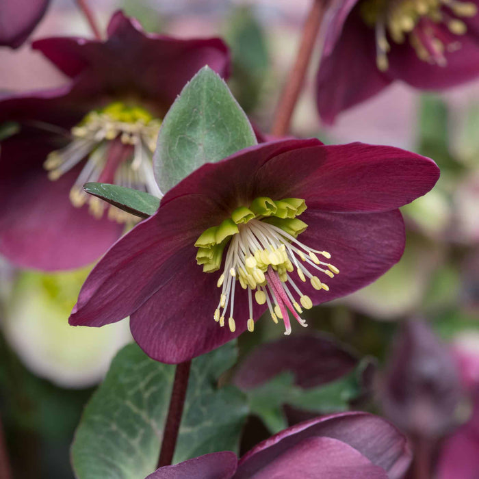 Hellebore Collection