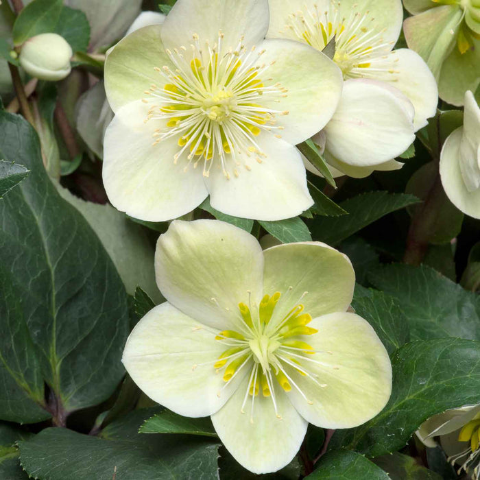 Hellebore Collection