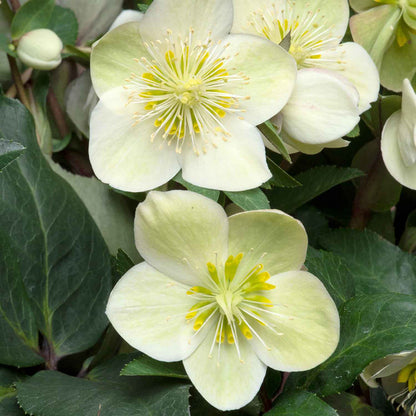 Hellebore Collection