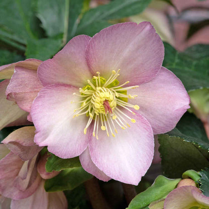 Hellebore Collection
