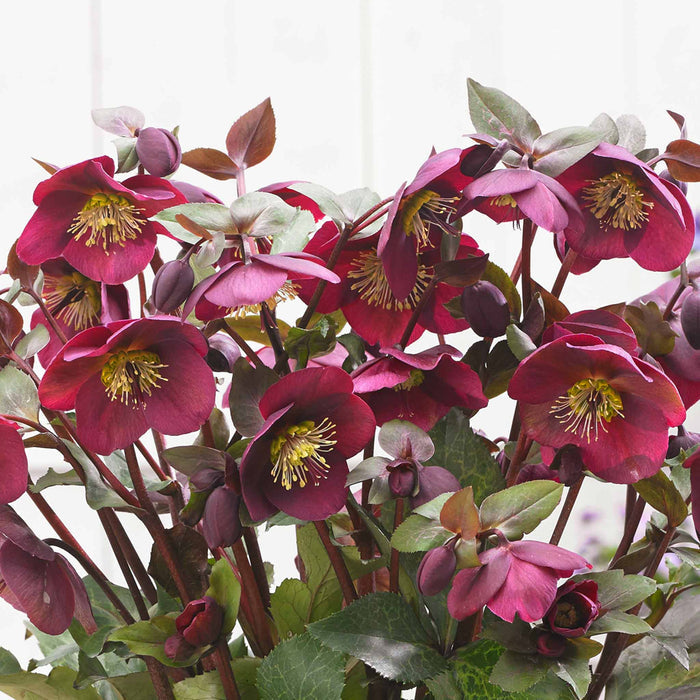 Hellebore Collection