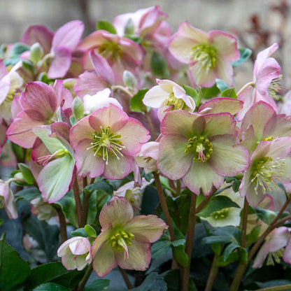 Hellebore Collection