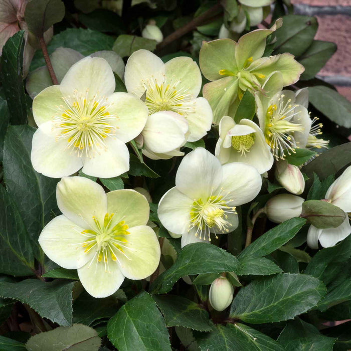 Hellebore Collection