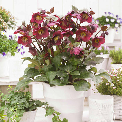 Hellebore 'Frost Kiss Anna's Red'