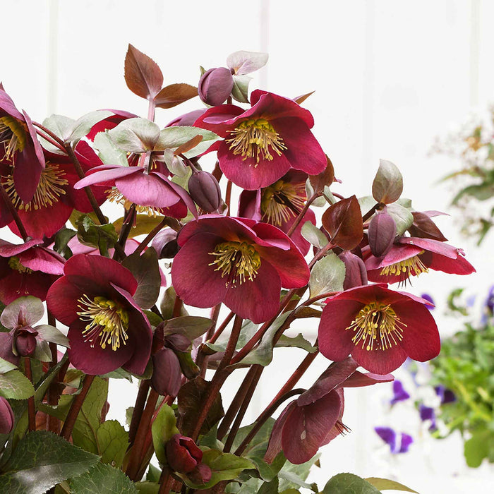 Hellebore 'Frost Kiss Anna's Red'