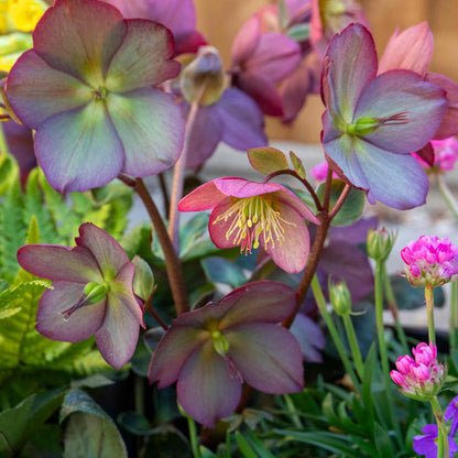 Helleborus 'Ice 'N' Roses Rose'