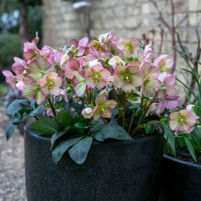 Helleborus 'Ice 'N' Roses Rose'
