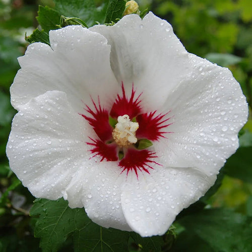 Hibiscus 'Red Heart'