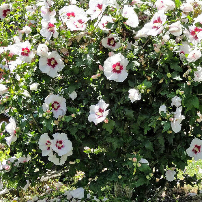 Hibiscus 'Red Heart'