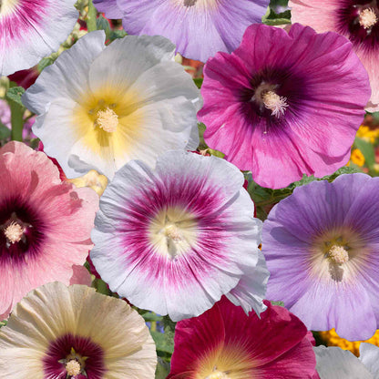 Hollyhock 'Halo Mix'